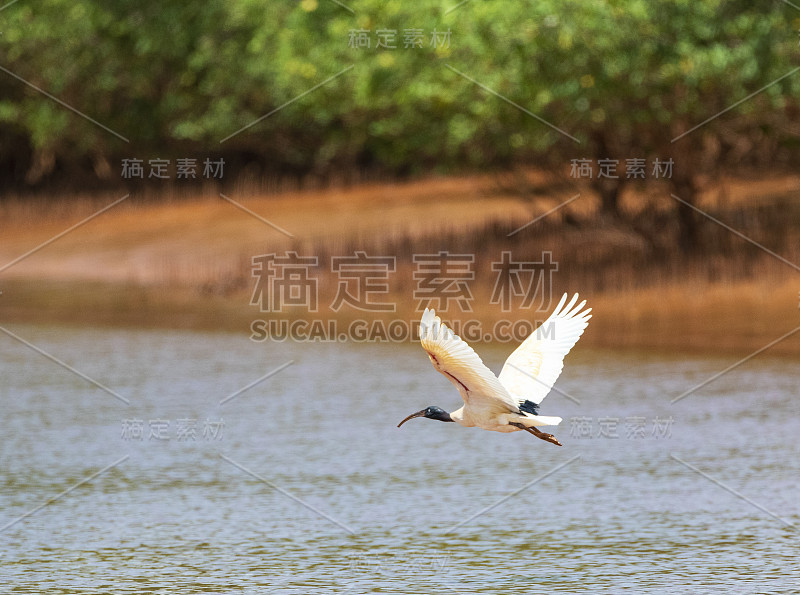 飞行马达加斯加神圣宜必思 (Threskiornis bernieri bernieri