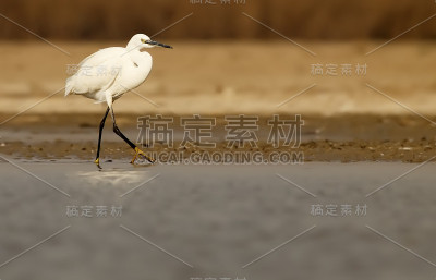 白鹭