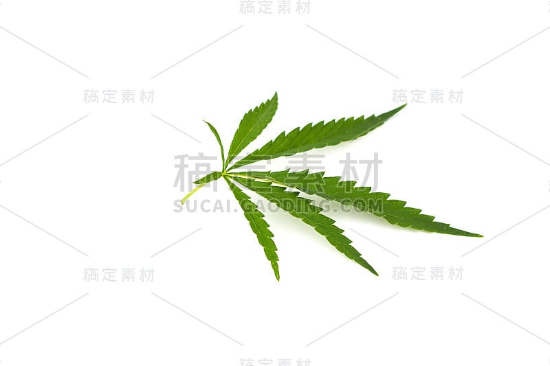 白色背景上的大麻叶子。大麻的绿枝