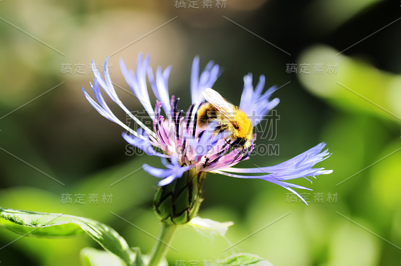 蜜蜂在一朵蓝色的花上