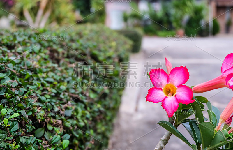 粉色和白色的鸡蛋花或鸡蛋花模糊的背景，香气和水疗概念