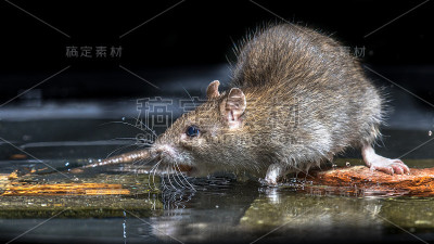 近景野生褐鼠在水