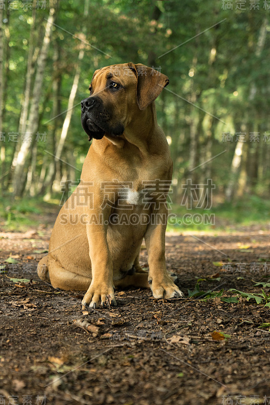 年轻的布尔博尔犬或南非獒犬从前面看到的森林设置