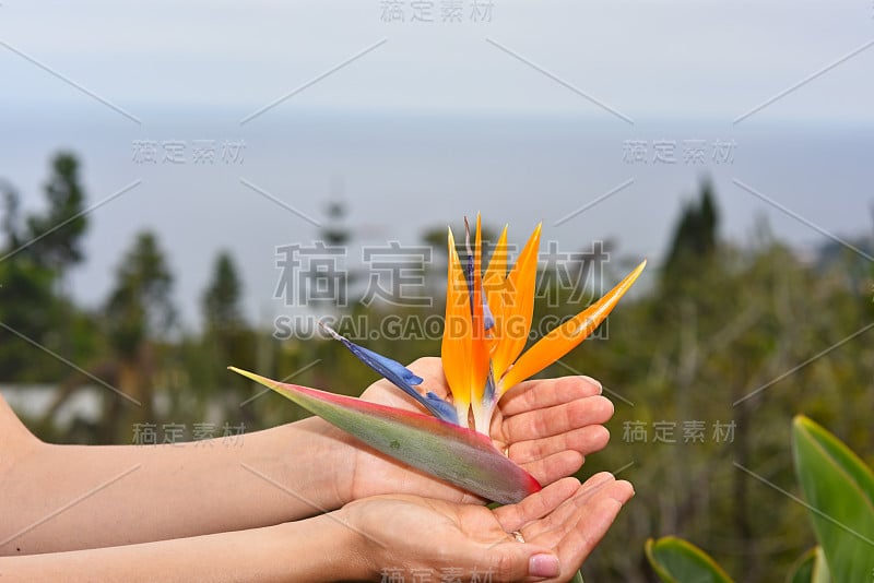 拿着斯特莱丽扎花的年轻女子