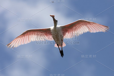 琵鹭