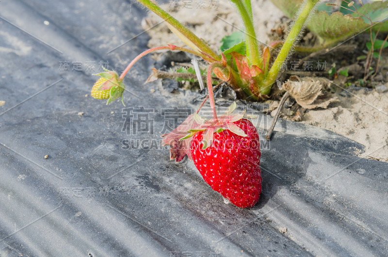 美国华盛顿，用黑色塑料覆盖的有机鲜红草莓即将收获