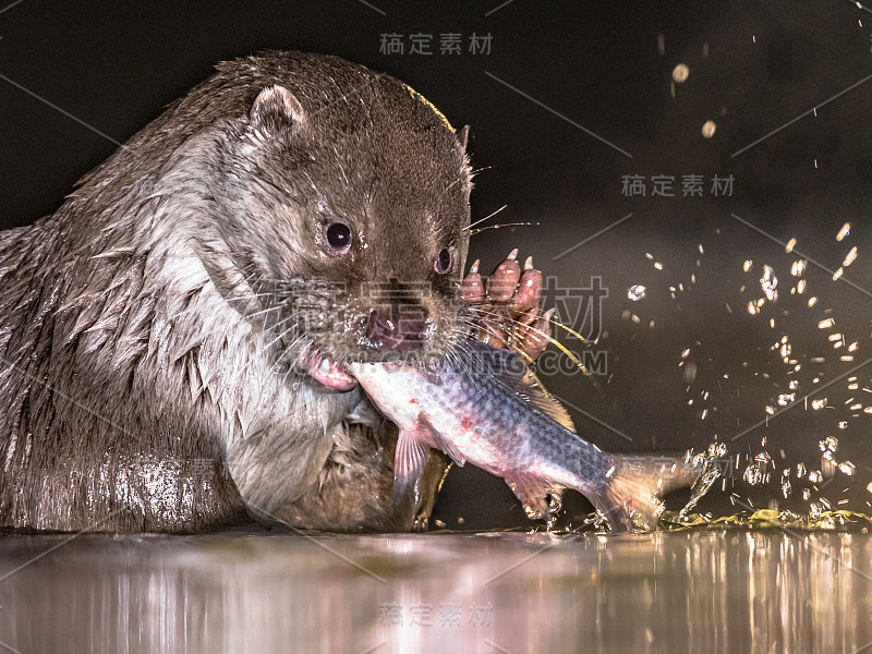 欧洲水獭晚上吃鱼