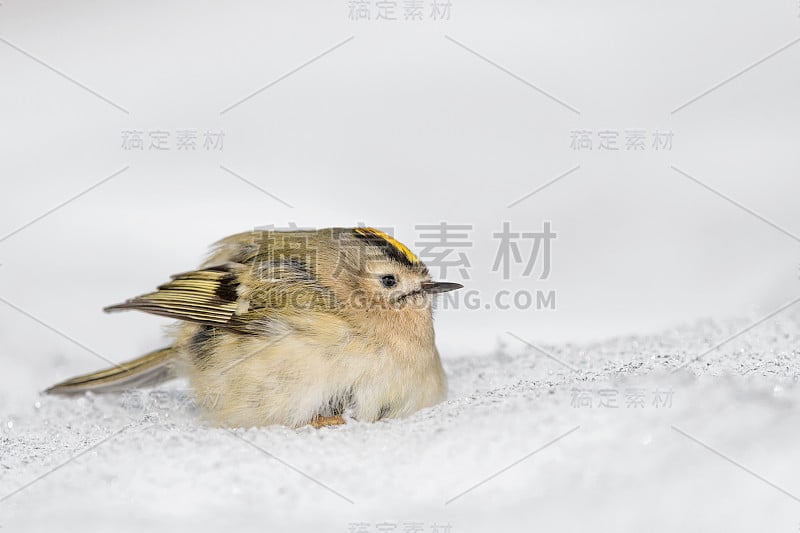 雪上的金冠(雷古勒斯雷古勒斯)