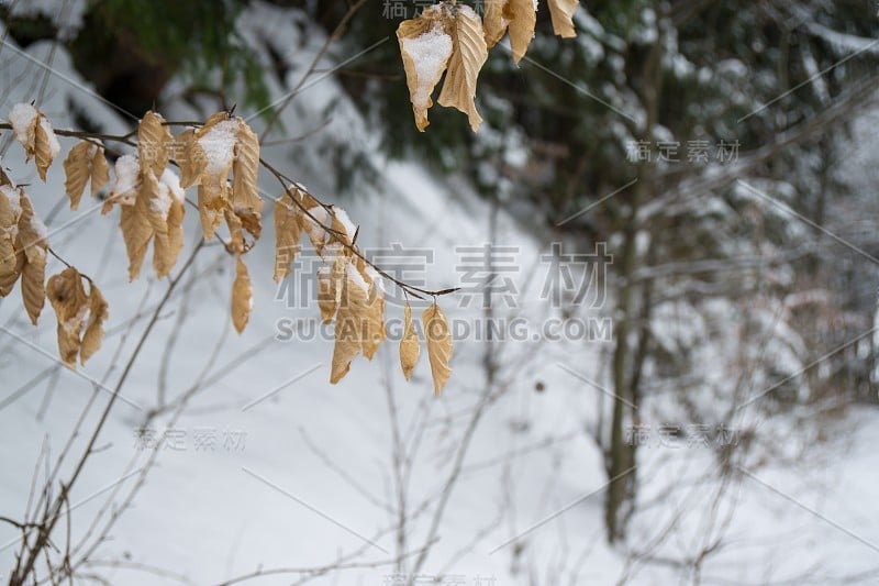 深冬大自然被雪覆盖。