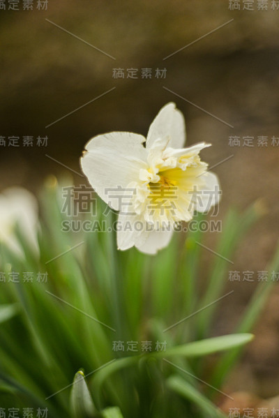 白色和黄色的水仙花盛开在春天的草地上