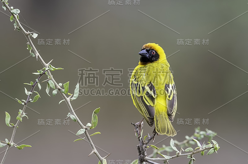 蒙面织布鸟(Ploceus vitellinus)是蒙面织布鸟科的一种。坦桑尼亚恩杜图湖保护区