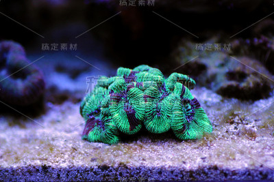 嘴叶折开脑内脂多糖珊瑚