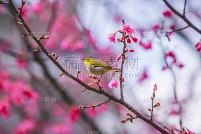 鸟日本白眼和樱花
