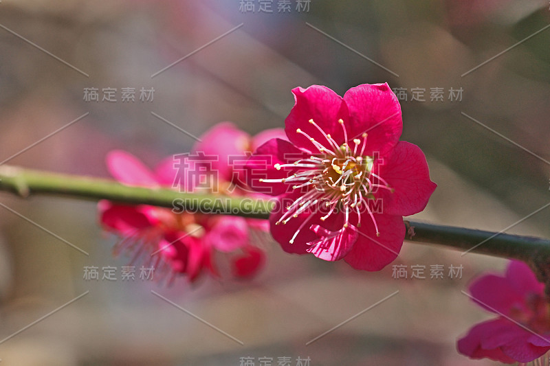 雅帕内塞普里科特