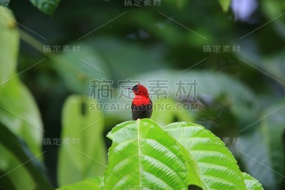 深红色的太阳鸟