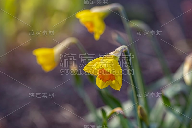 黄色的水仙花。美丽的水仙花在早春开放。黄色的水仙花在晨曦中盛开。