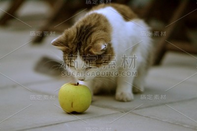 猫在花园