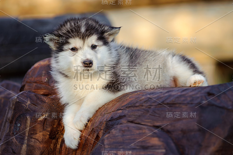 阿拉斯加雪橇犬小狗