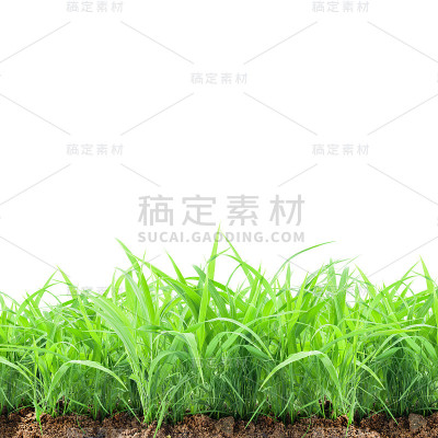 嫩绿的小草从地里长出来，