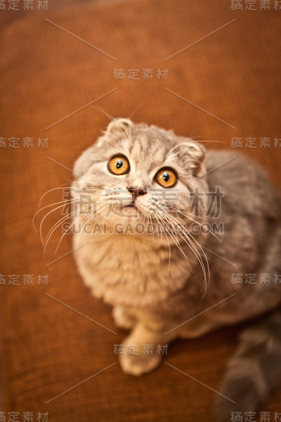 苏格兰折耳猫的猫