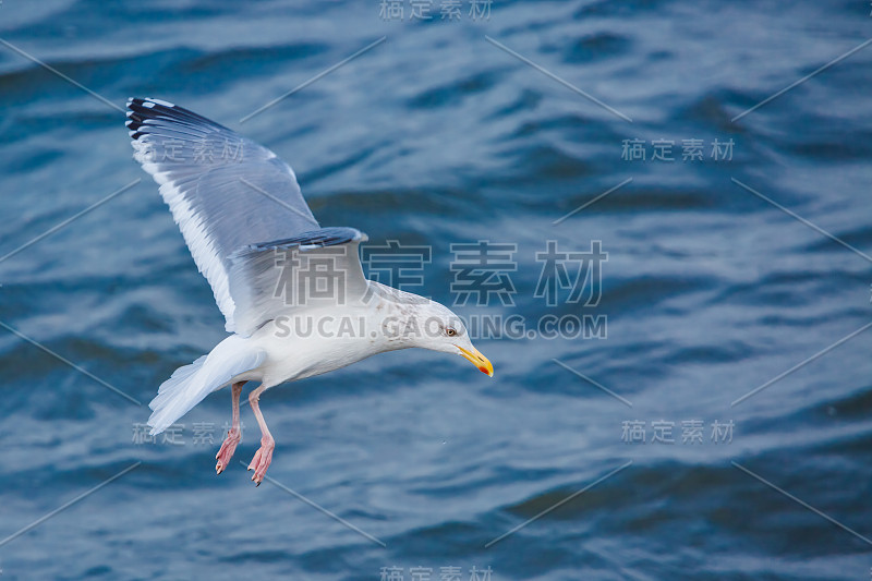 黑人尾随海鸥