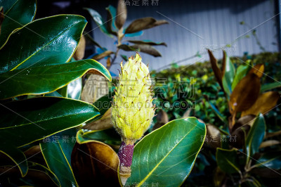 木兰种子荚