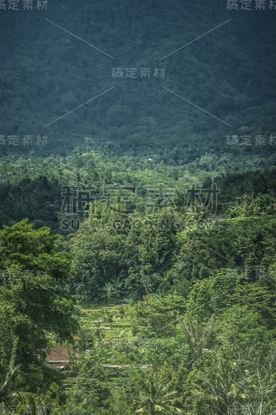 水稻梯田