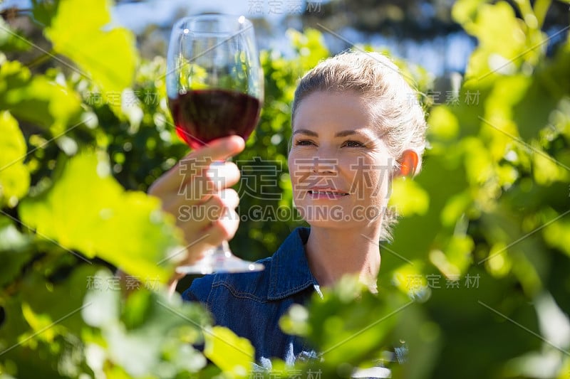 女酿酒师在葡萄园里检查一杯葡萄酒