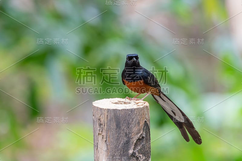 雄性白臀沙马鸟(white rumped shama或Copsychus malabaricus)有