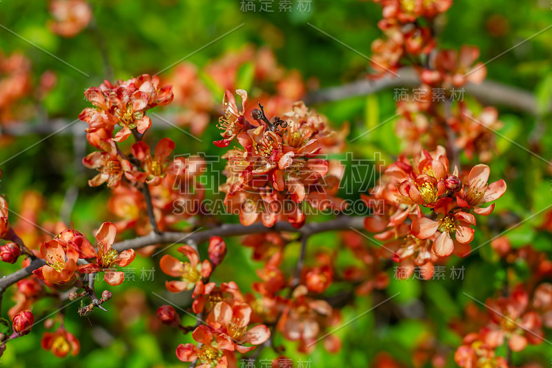 自然植物的背景。贴梗海棠开花。日本梨花。春天的花园里有一堵鲜花墙。红色的榅桲花特写。