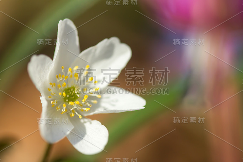 木银莲花(anemone nemorosa)生于阴木，毛茛科毛茛科的早春花。风花，针茅或嗅狐白银莲花