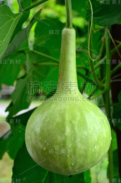 葫芦