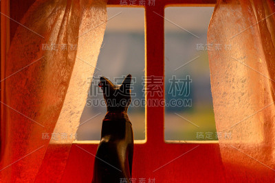 在窗边等猫