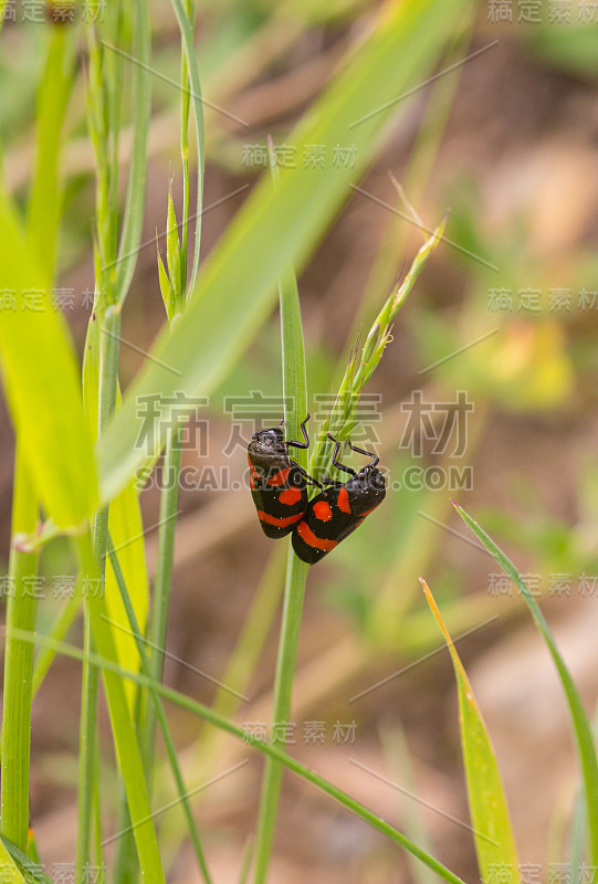 2只青蛙甲虫(cercopis vulnerable)在一片草的叶片上