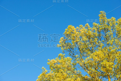秋天的树