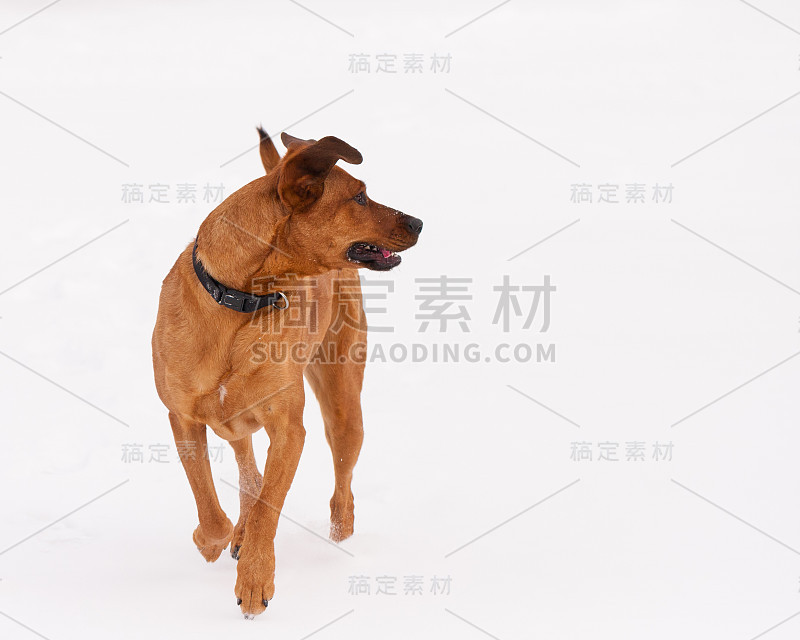 狗回头