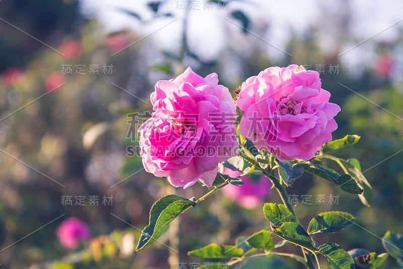 美丽的花园的花