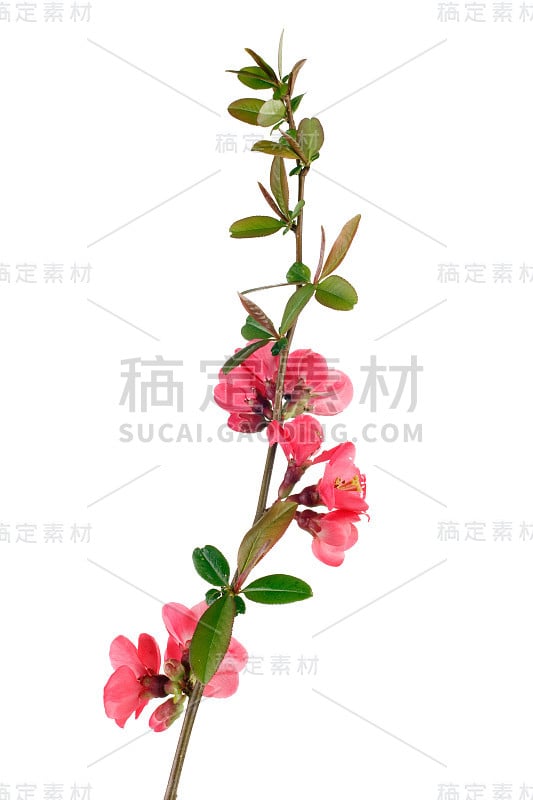 红色长满鲜花