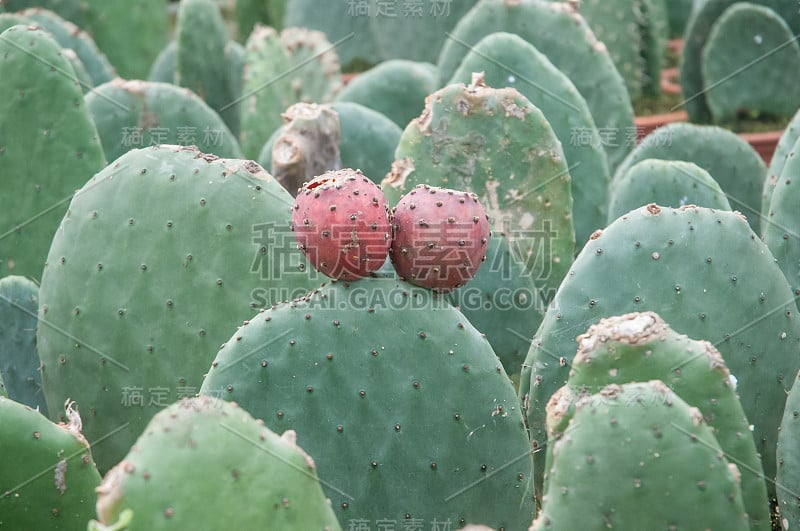 印度无花果仙人掌，巴巴里无花果，仙人掌梨，无脊仙人掌(仙人掌-indica)苗圃