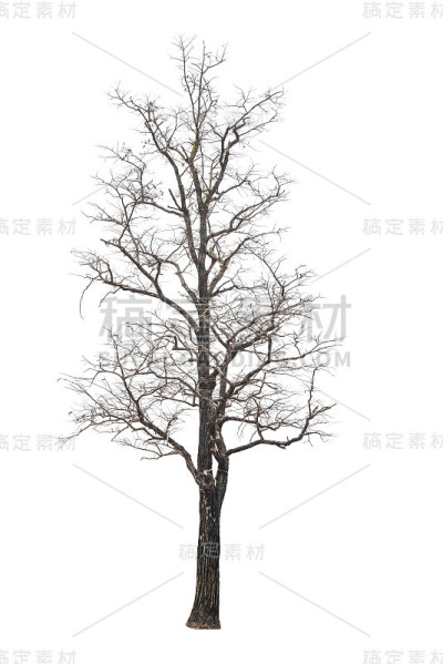 在白色背景上没有叶子的孤立的树