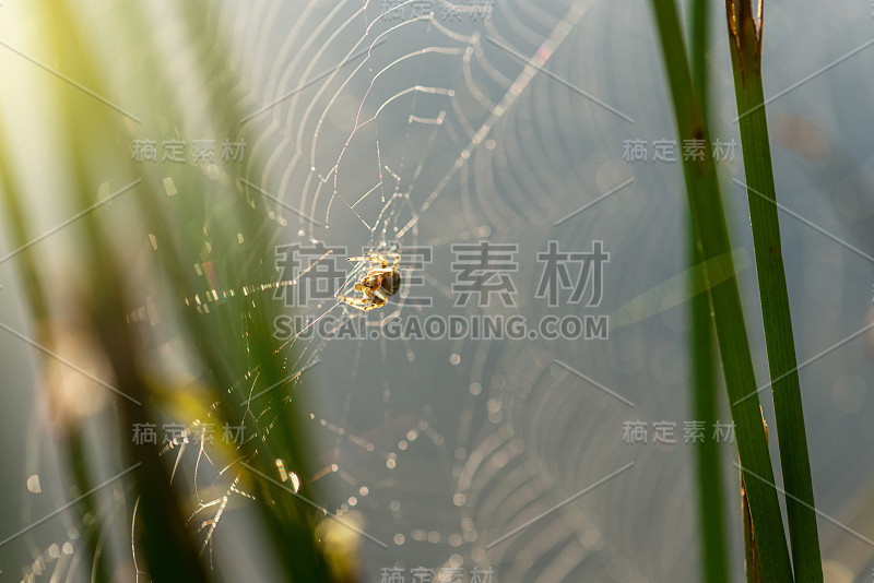 清晨的露珠在蜘蛛网上。