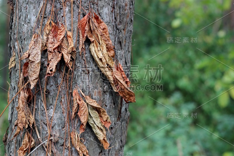 秋天枯干的野葡萄叶子落在树干上