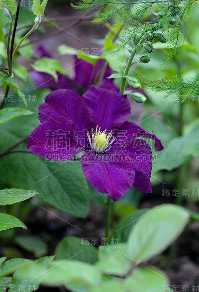 深紫色的铁线莲花在花园里