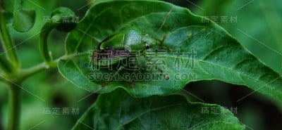 叶子上有绿色的虫子