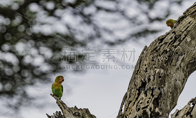 菲舍尔的爱鸟(Agapornis fischeri)是一种小型鹦鹉。坦桑尼亚恩杜图湖保护区