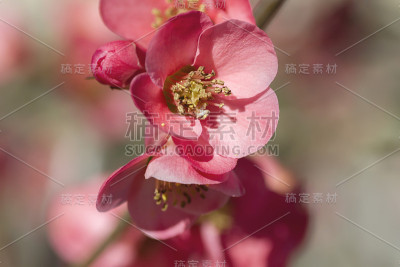 莫尔的海棠的花朵