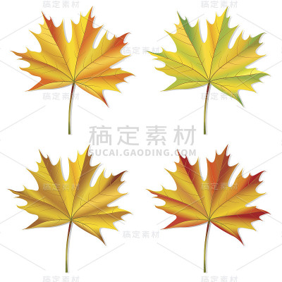 一组枫叶。