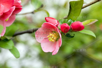 观赏性开花灌木木瓜品种，有美丽的淡粉色花瓣和黄色的中心