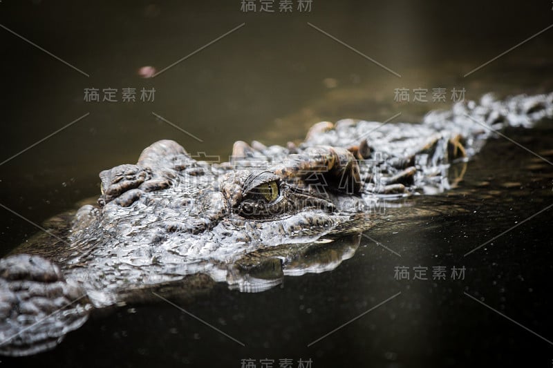 鳄鱼漂浮在水里。