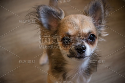 吉娃娃小狗